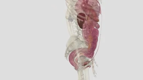 The urinary bladder is a temporary storage reservoir for urine. It is located in Vídeo Stock 251999862