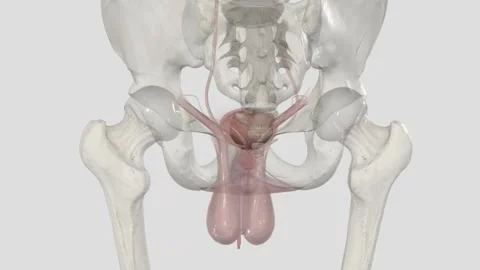 The urinary bladder is a temporary storage reservoir for urine. It is located in Vídeo Stock 252010691