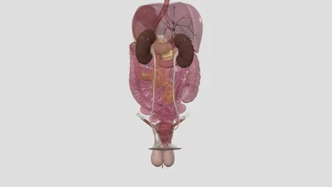 The urinary bladder is a temporary storage reservoir for urine. It is located in Vídeo Stock 252010928