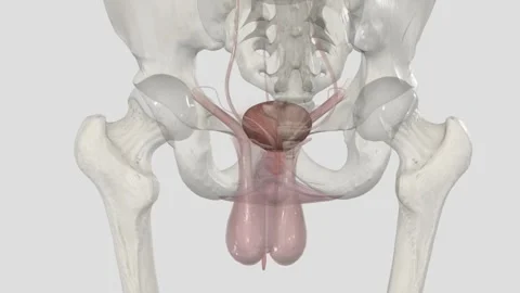 The urinary bladder is a temporary storage reservoir for urine. It is located in Vídeo Stock 252011861