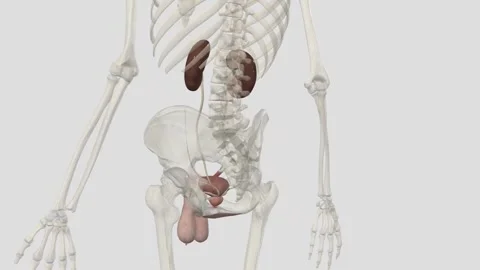 The urinary bladder is a temporary storage reservoir for urine. It is located in Vídeo Stock 252012112