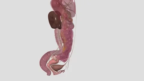 The urinary bladder is a temporary storage reservoir for urine. It is located in Vídeo Stock 252032149