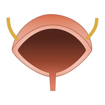 Urinary Bladder Vector Illustration Stock Illustration