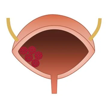 Urinary Bladder Vector Illustration Stock Illustration
