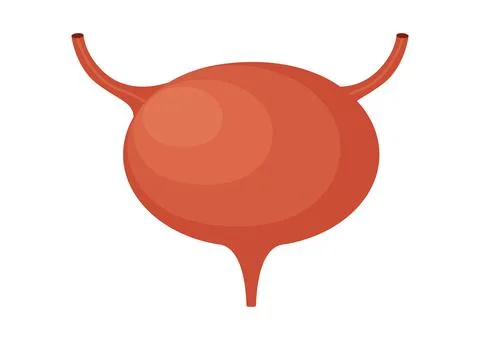 Urinary Bladder Vector illustration isolated on white background Stock Illustration