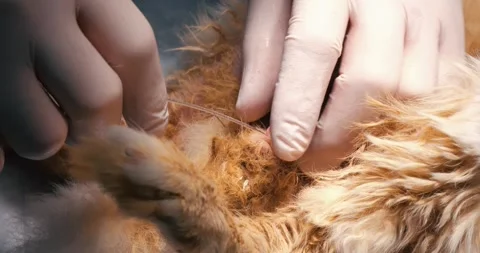 A urinary catheter is inserted into the rabbit's urethra. A rabbit with stones Stock Footage 275553263