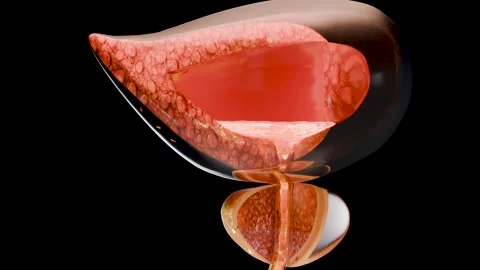Urinary or excretory system, detailed male bladder and prostate gland, Urology Stock Footage 277683854