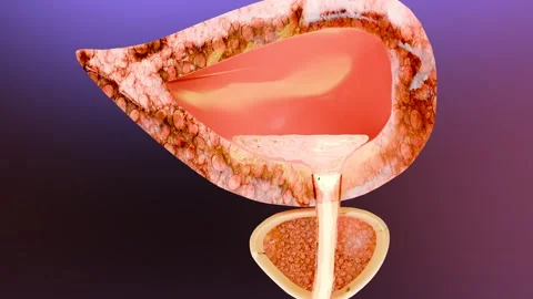 Urinary or excretory system, detailed male bladder and prostate gland, Urology Stock Footage 277684066