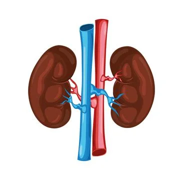 Urinary system anatomy human Stock Illustration
