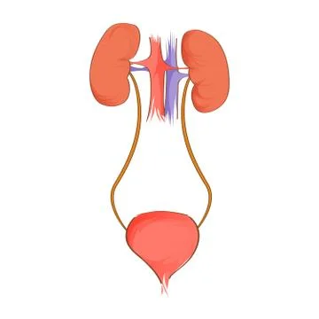 Urinary system. Anatomy of Human. Vector Stock Illustration