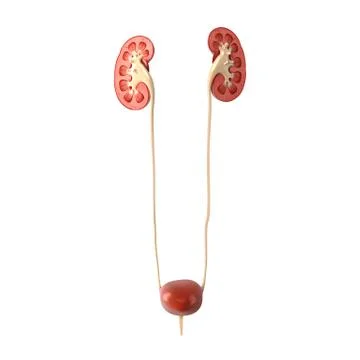 Urinary system anatomy Illustrazione stock
