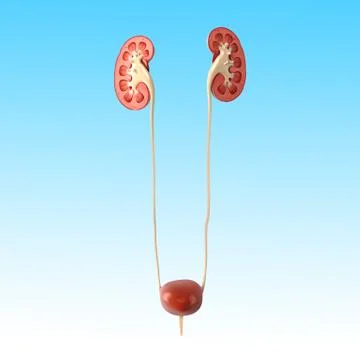 Urinary system anatomy Stock-Illustration