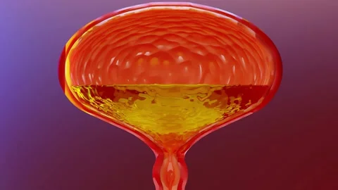 Urinary system, bladder with urine, 3d render Stockbeeldmateriaal 143927552