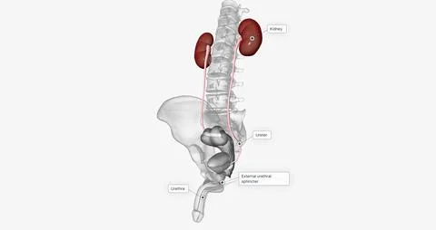 The urinary system consists of the kidneys, ureters, and urethra. Stockillustratie