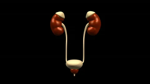 Urinary System CU, 360 Degree Rotation Vidéo 809039