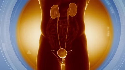 Urinary system detail anatomy x-ray scan Video stock 47999322