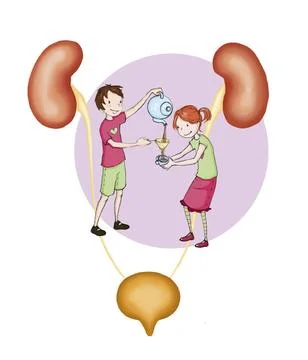  Urinary system, drawing Two children explaining : The kidneys are like co... Stock Photos