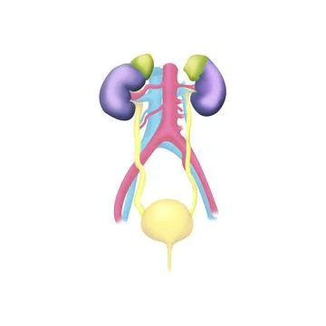 Urinary system, drawing Urinary system, drawing Copyright: xARQUEVAUXx/xBS... Stock Photos