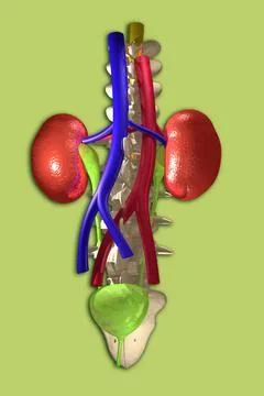 Urinary system, drawing Urinary system, drawing Copyright: xJOUBERTx/xBSIP... Stock Photos