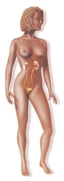  Urinary system, drawing The urinary system in a woman, from the two kidne... Stock Photos