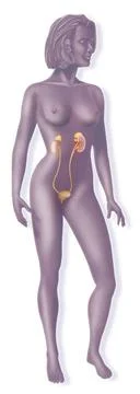  Urinary system, drawing The urinary system in a woman, from the two kidne... Stock Photos