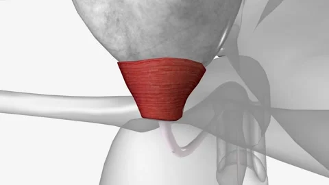 Urinary System, External urethral sphincter Video stock 244667018