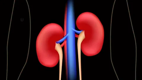 Urinary system Stock Footage 333205008