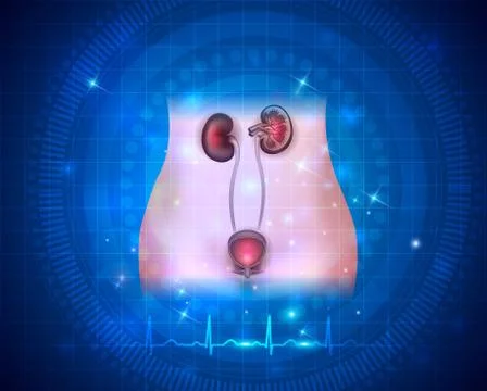 Urinary system health care Stock Illustration