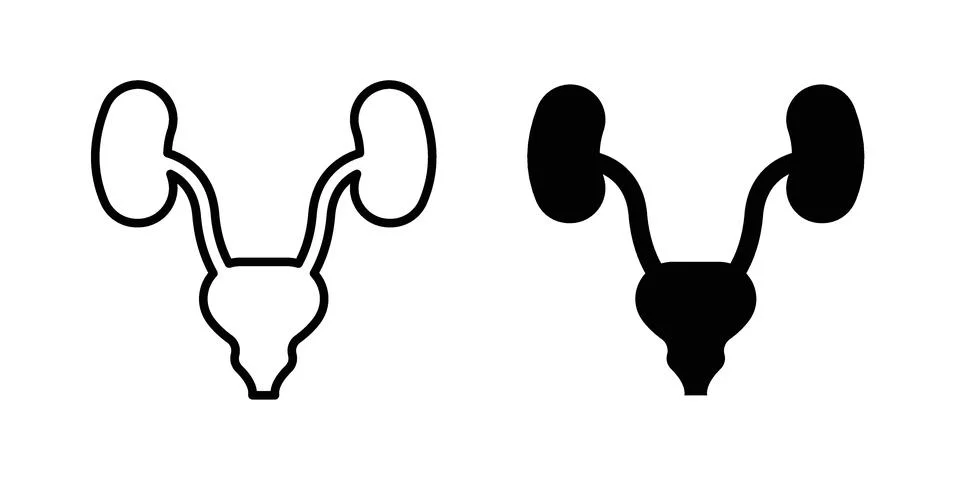 Urinary System icon silhouette vector set. thin line pack Stock Illustration