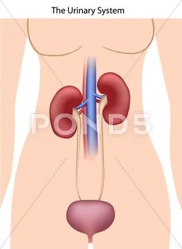 Urinary system Stock Illustration