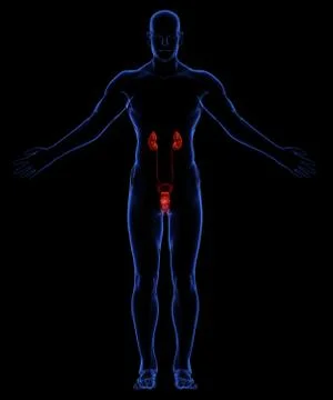 Urinary system Stock Illustration