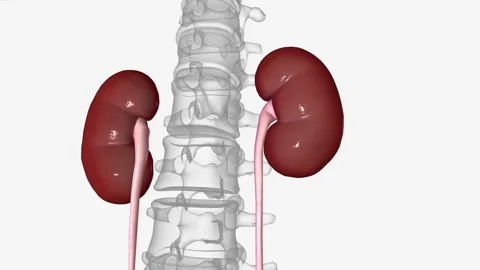 Urinary System, Kidney Stock Footage 244666961