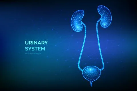 Urinary system. Kidneys and Bladder. Urinary Tract Infection treatment. Nephr 스톡 일러스트
