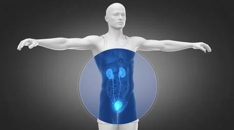 Urinary system organ rotation white man scan Stock Footage 51458891