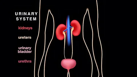 Urinary system organs and formation of urine Stock Footage 333205252