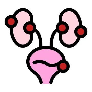 Urinary system showing kidneys and bladder working together Illustrazione stock