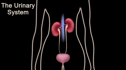 Urinary system tutorial Video stock 7806244