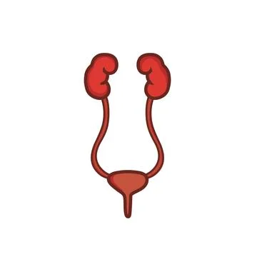 Urinary system vector illustration Stock Illustration