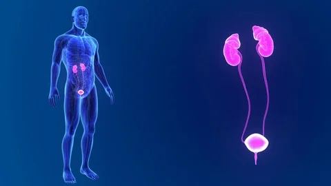 Urinary system zoom with organs and circulatory system Video stock 74749440