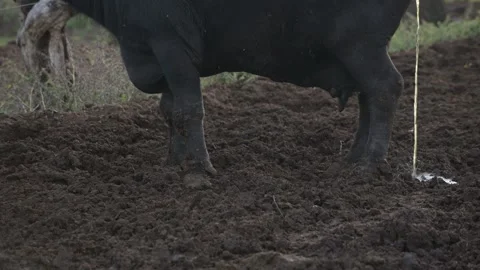 Urinating water buffalo resting in a sunlit field surrounded by trees during a Stock Footage 288512946