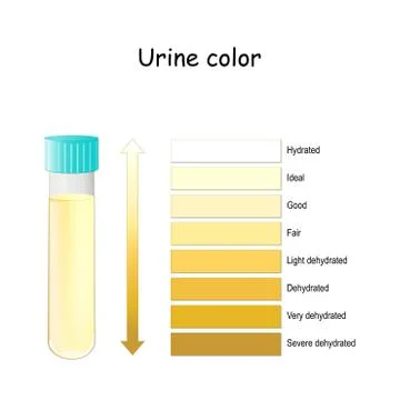 Urine Color. Chart for Assessing hydration and dehydration. Pee Color diagram Illustration