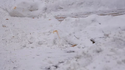 Urine marks in the snow. Disgusting yellow urine left on the white fluffy snow  Stock Footage 328645645
