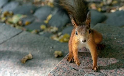 ?urious red squirrel (Sciurus vulgaris) looks straight into the camera. Foto stock