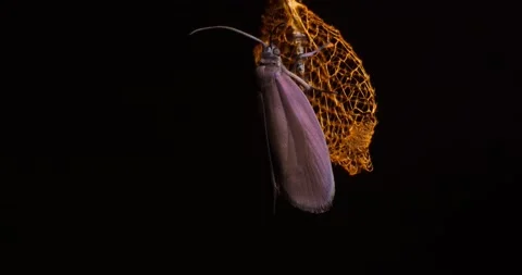 Urodid Moth sitting on it pupa after it emerges drying its wings preparing Stock Footage 189719543