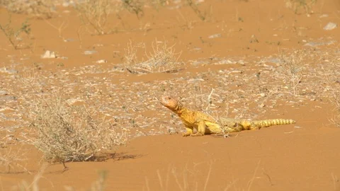 Uromastyx Stock Footage 112777090