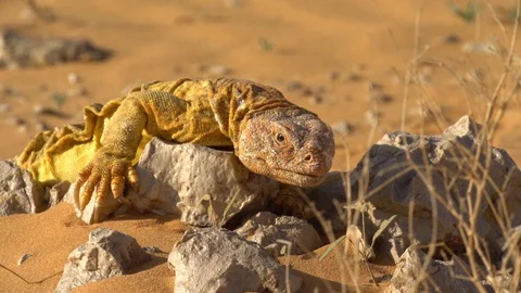 Uromastyx Stock-Footage 112777184