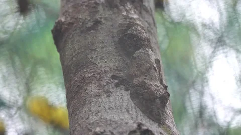 Uroplatus Camouflage Leaf-Tailed Gecko Hidden On Tree, Madagascar Stock Footage 125351953