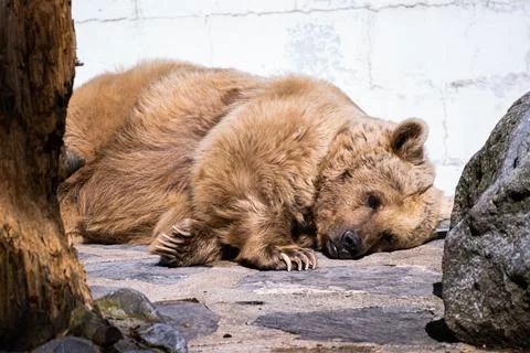 Ursos prado dorme Stock Photos