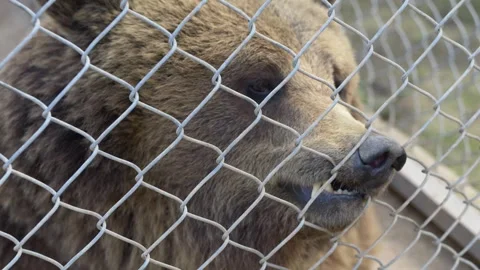 Ursus arctos brown bear watching through cage grid. Wild animal portrait Stock-Footage 331990060