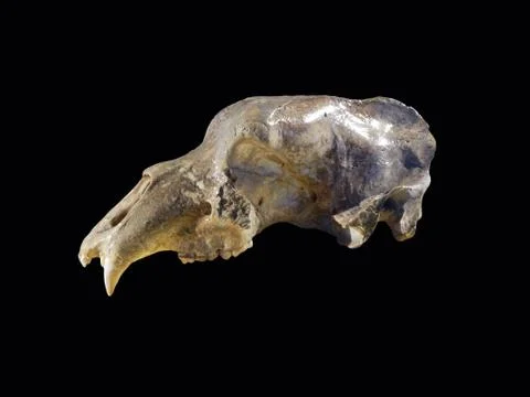 Ursus spelaeus Fotos de archivo